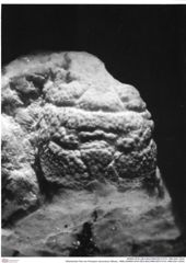 Historisches Foto von Prosopon verrucosum (Reuss, 1858) (NHMW-AFW-GEO-BACHMAYER-FOTO-1990-0041-0034)